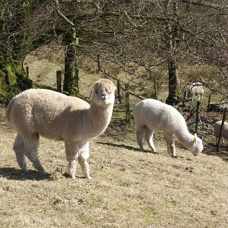 Inviting 2-Bed Cottage In Newcastle Emlyn Luaran gambar