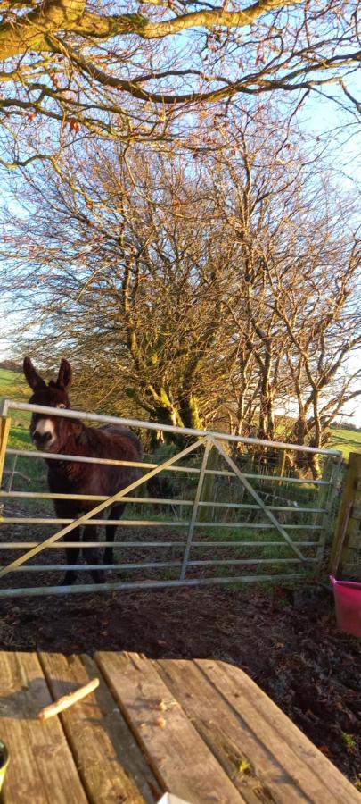 Inviting 2-Bed Cottage In Newcastle Emlyn Luaran gambar